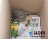 �̶�������һֻ���ҡ����С����o(h��)����